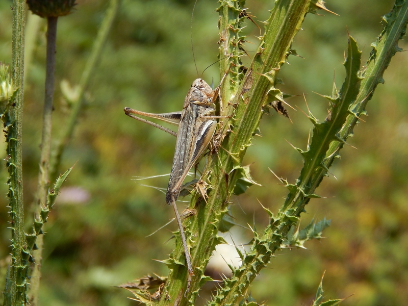 Platycleis sp.  (Tettigonidae)